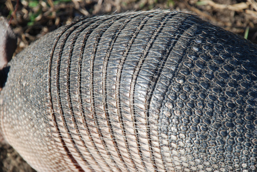 Mexican Long-nosed Armadillo