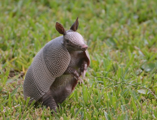 Mexican Long-nosed Armadillo