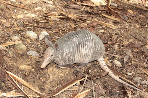 Mexican Long-nosed Armadillo