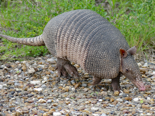 Mexican Long-nosed Armadillo