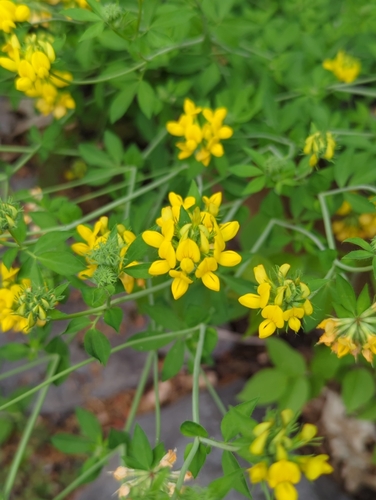 greater bird's-foot-trefoil