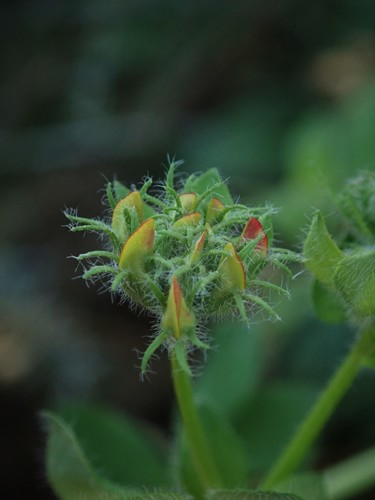 greater bird's-foot-trefoil
