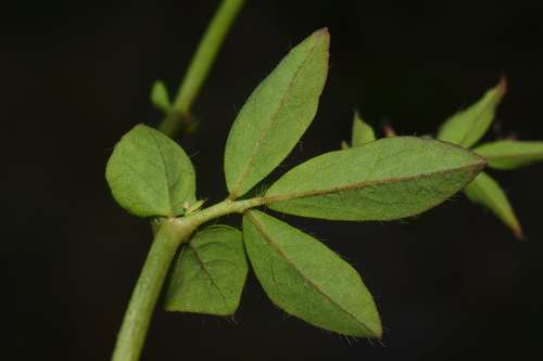 greater bird's-foot-trefoil