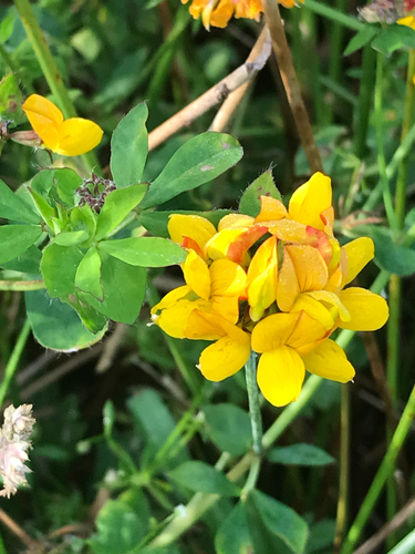greater bird's-foot-trefoil