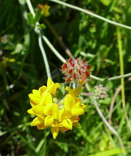 greater bird's-foot-trefoil