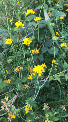 greater bird's-foot-trefoil