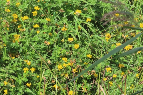 greater bird's-foot-trefoil