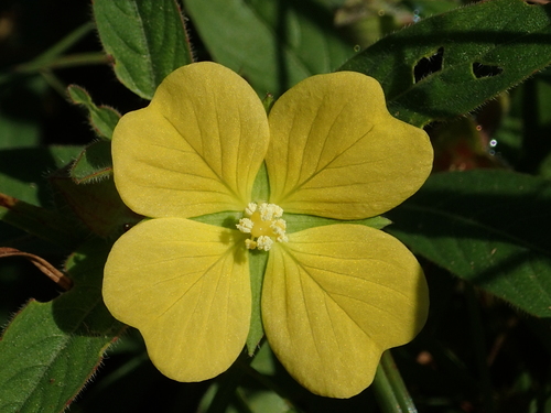 Mexican Primrose-willow
