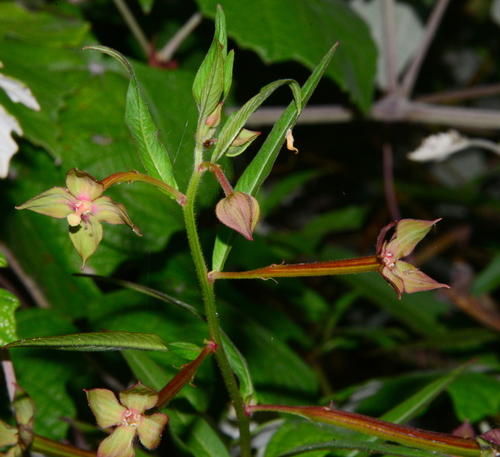 Mexican Primrose-willow