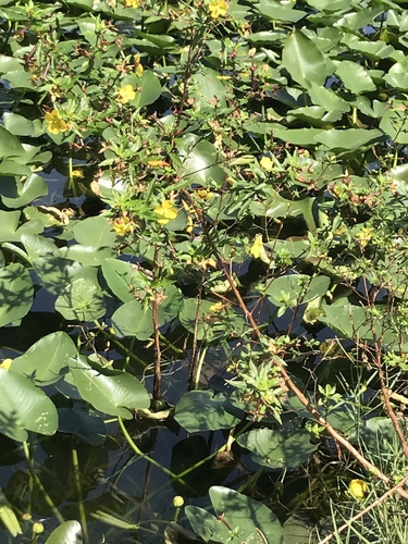 Mexican Primrose-willow