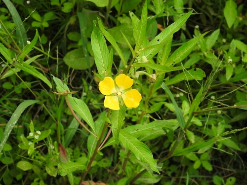 Mexican Primrose-willow