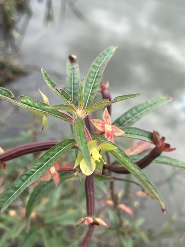Mexican Primrose-willow
