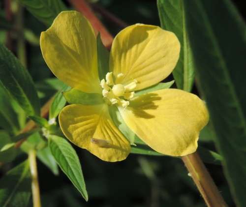 Mexican Primrose-willow