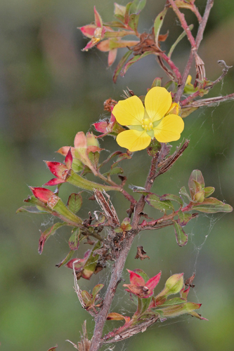 Mexican Primrose-willow
