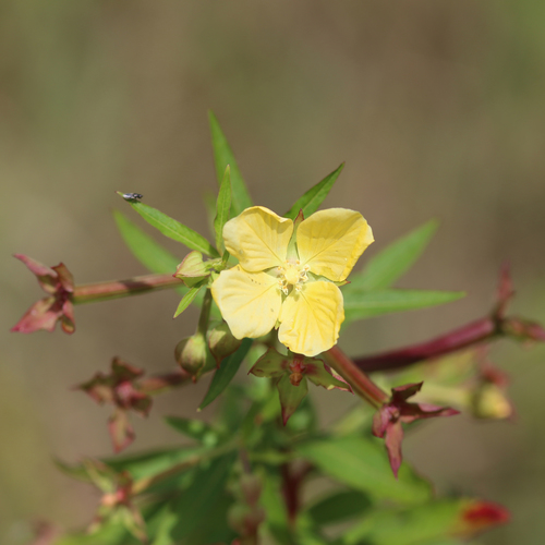 Mexican Primrose-willow