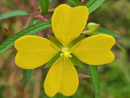 Mexican Primrose-willow