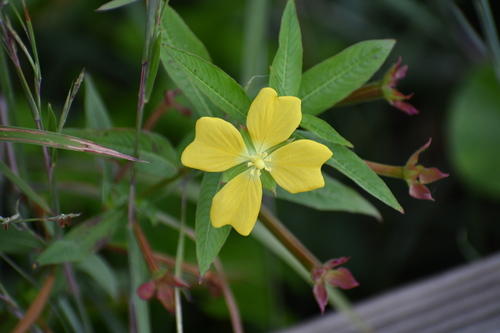Mexican Primrose-willow
