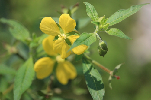 Mexican Primrose-willow