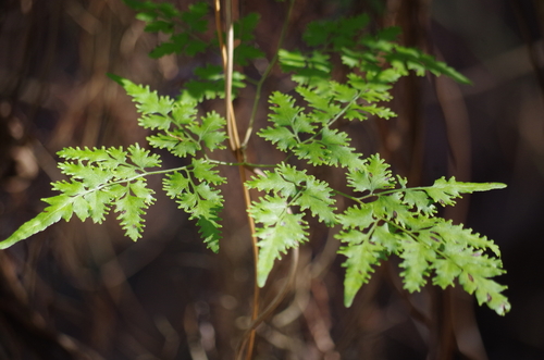 Japanese climbing fern