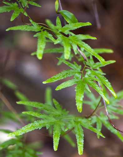 Japanese climbing fern