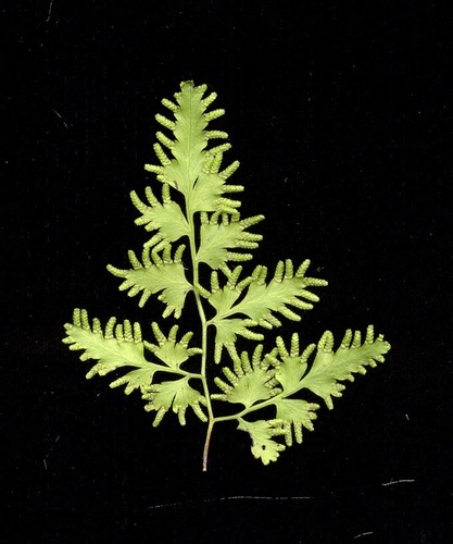 Japanese climbing fern