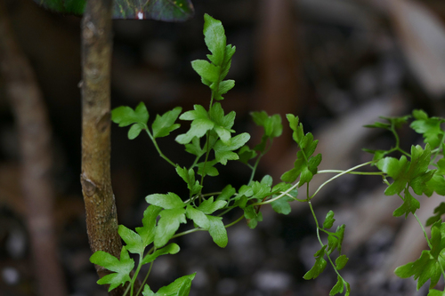Japanese climbing fern