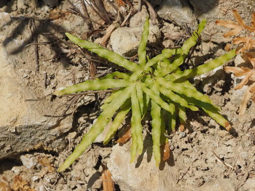 Japanese climbing fern