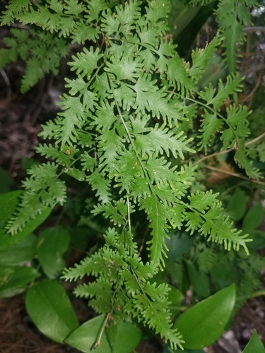 Japanese climbing fern