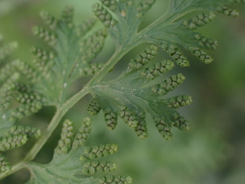 Japanese climbing fern