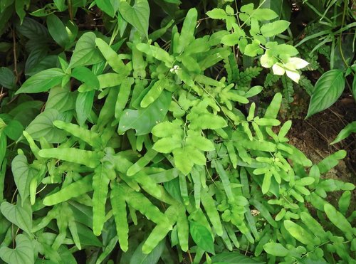 Japanese climbing fern