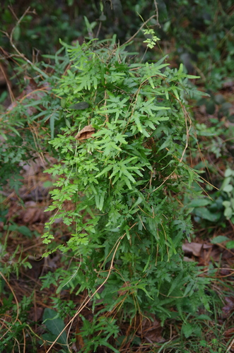 Japanese climbing fern