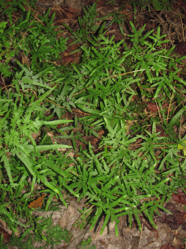 Japanese climbing fern