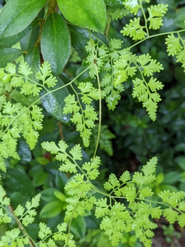 Japanese climbing fern