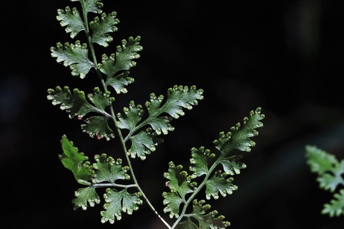Japanese climbing fern