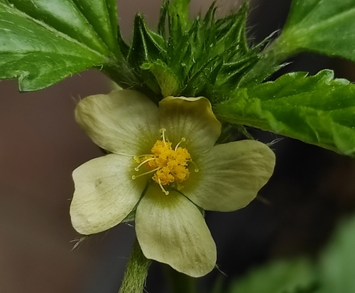 three-lobe false mallow