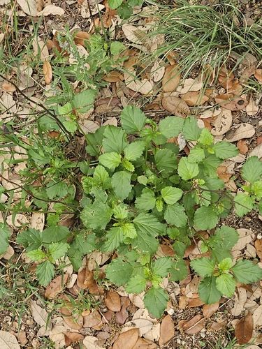 three-lobe false mallow