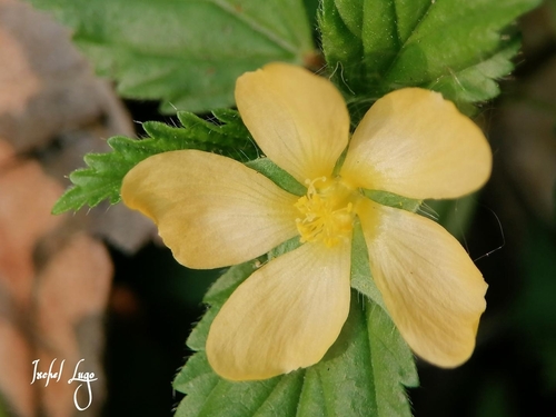 three-lobe false mallow