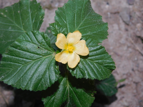 three-lobe false mallow