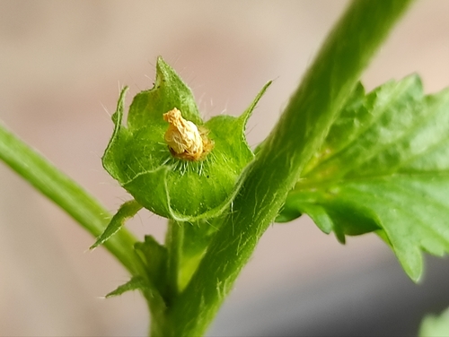 three-lobe false mallow