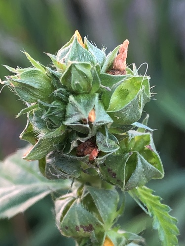 three-lobe false mallow