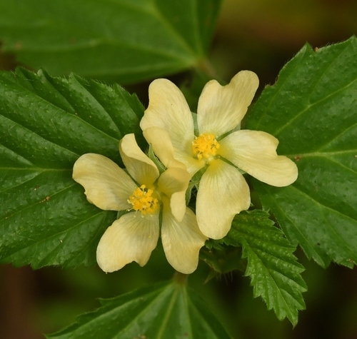 three-lobe false mallow