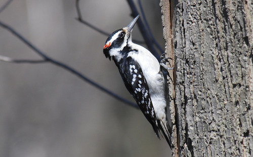 Hairy Woodpecker