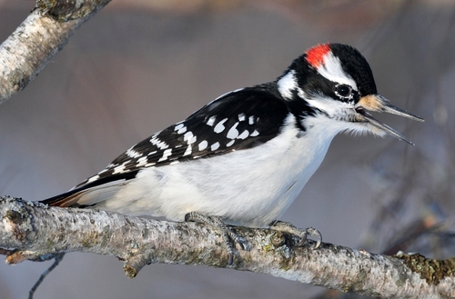 Hairy Woodpecker