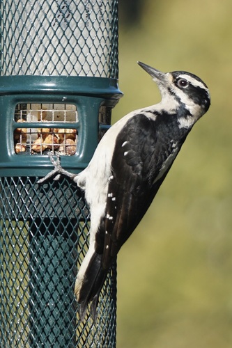 Hairy Woodpecker