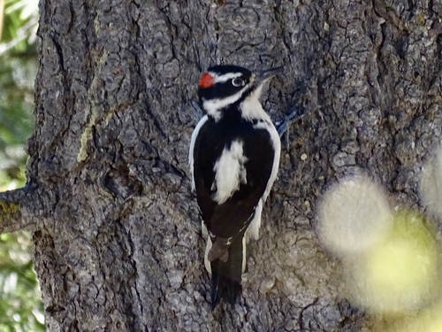 Hairy Woodpecker