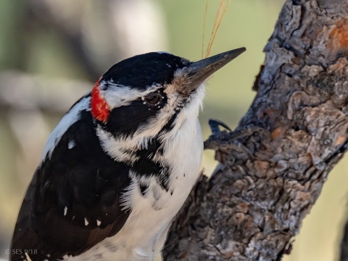 Hairy Woodpecker