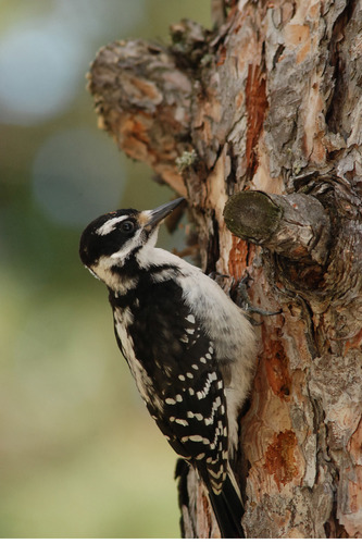 Hairy Woodpecker