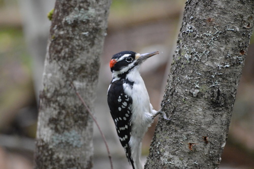 Hairy Woodpecker