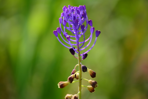 Tassel Hyacinth