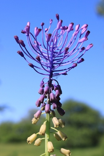 Tassel Hyacinth